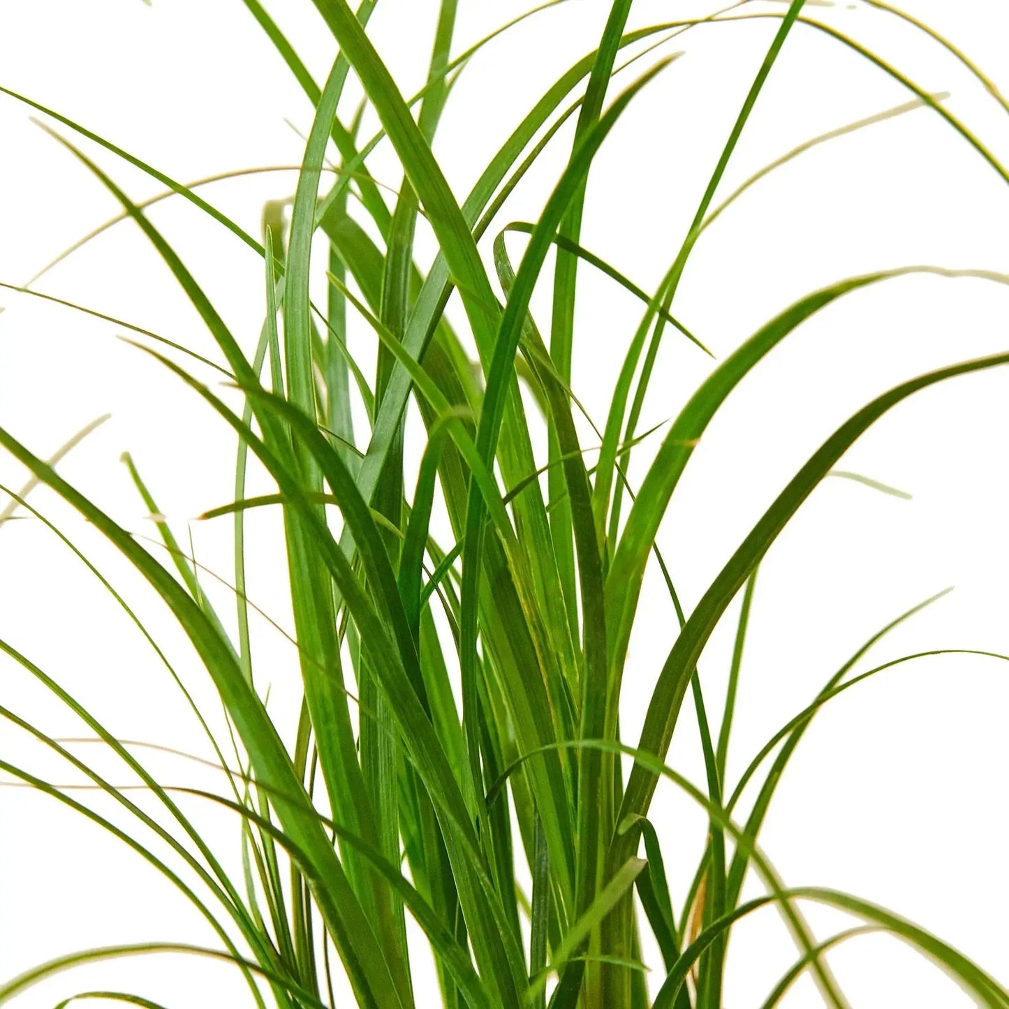Palm Ponytail House Plant Dropship Botani Haven