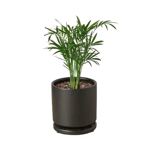 Parlor Palm House Plant Dropship Botani Haven