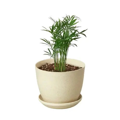 Parlor Palm House Plant Dropship Botani Haven