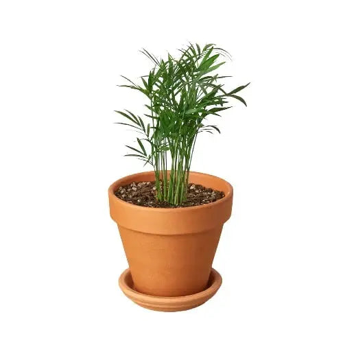 Parlor Palm House Plant Dropship Botani Haven