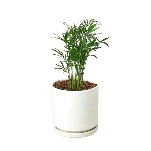 Parlor Palm House Plant Dropship Botani Haven