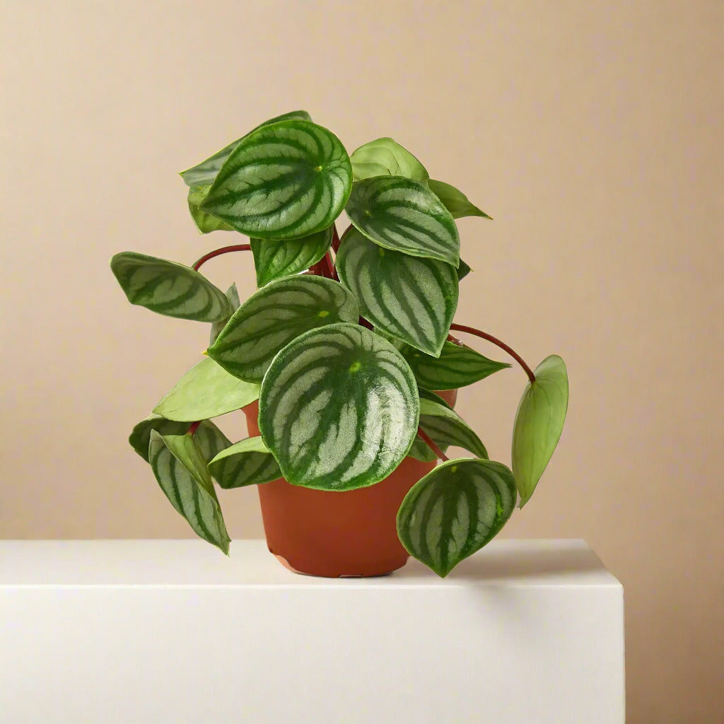 Peperomia Watermelon House Plant Dropship Botani Haven