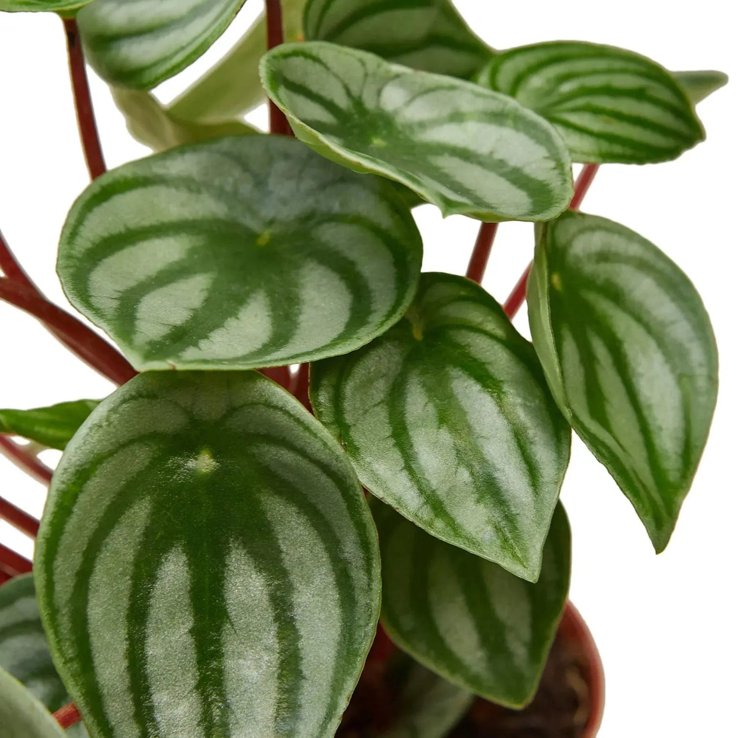 Peperomia Watermelon House Plant Dropship Botani Haven