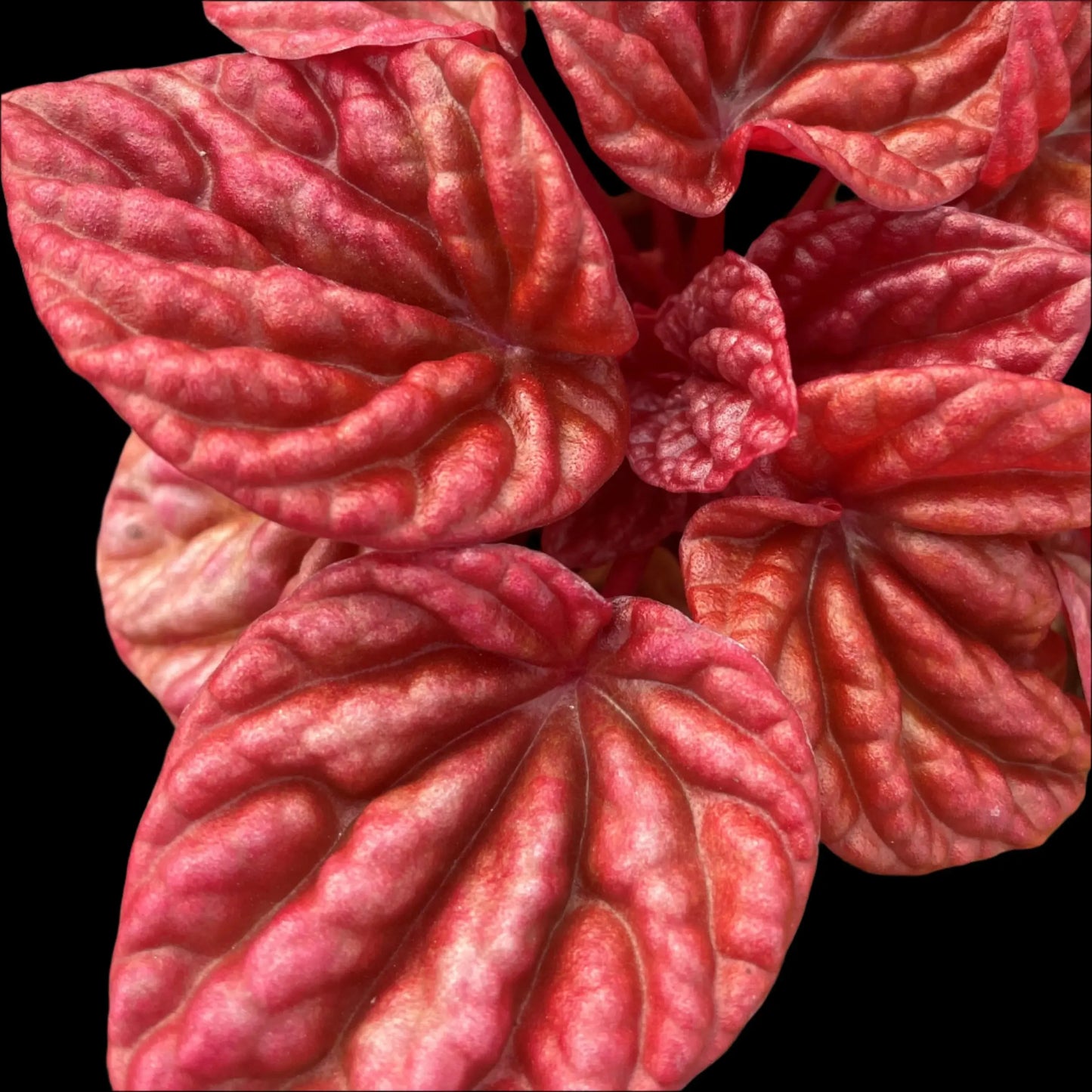 Peperomia 'Quito' House Plant Dropship Botani Haven