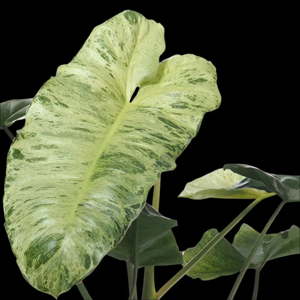 Philodendron 'Paraiso Verde' House Plant Dropship Botani Haven
