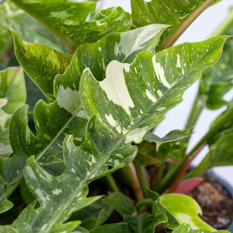 Philodendron 'Ring of Fire Variegated' House Plant Dropship Botani Haven