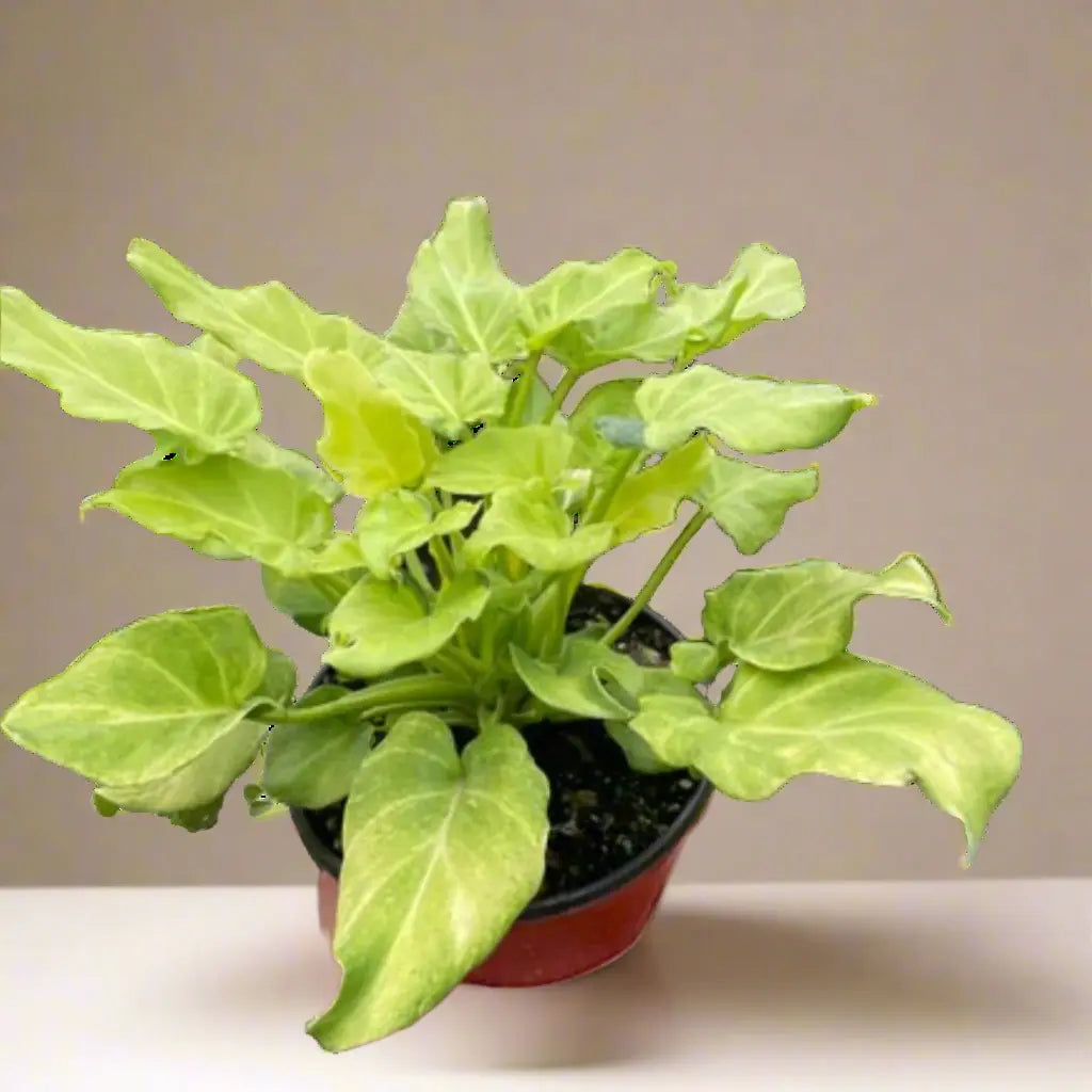 Philodendron 'Xanadu' Variegated House Plant Dropship Botani Haven