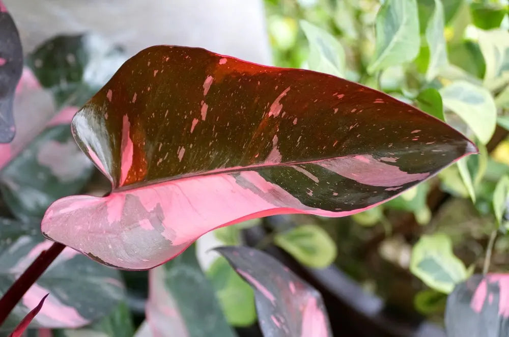 Philodendron 'Pink Princess' House Plant Dropship Botani Haven
