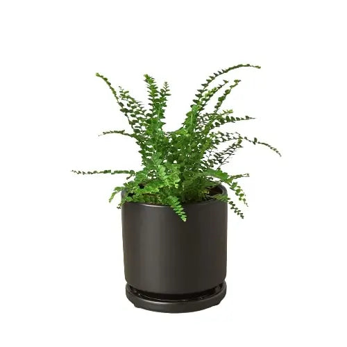 Fern 'Lemon Button' House Plant Dropship Botani Haven