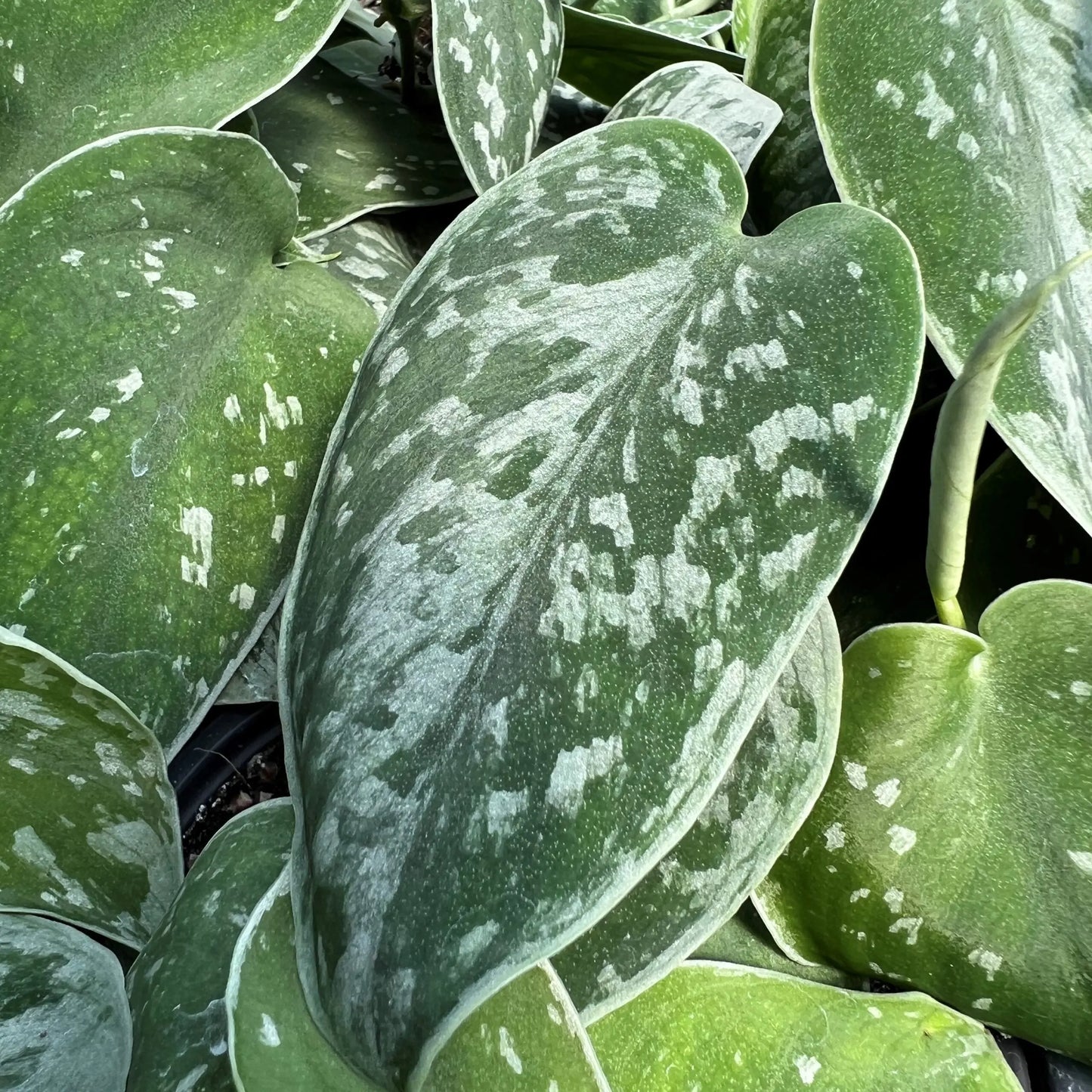Pothos 'Satin' House Plant Dropship Botani Haven