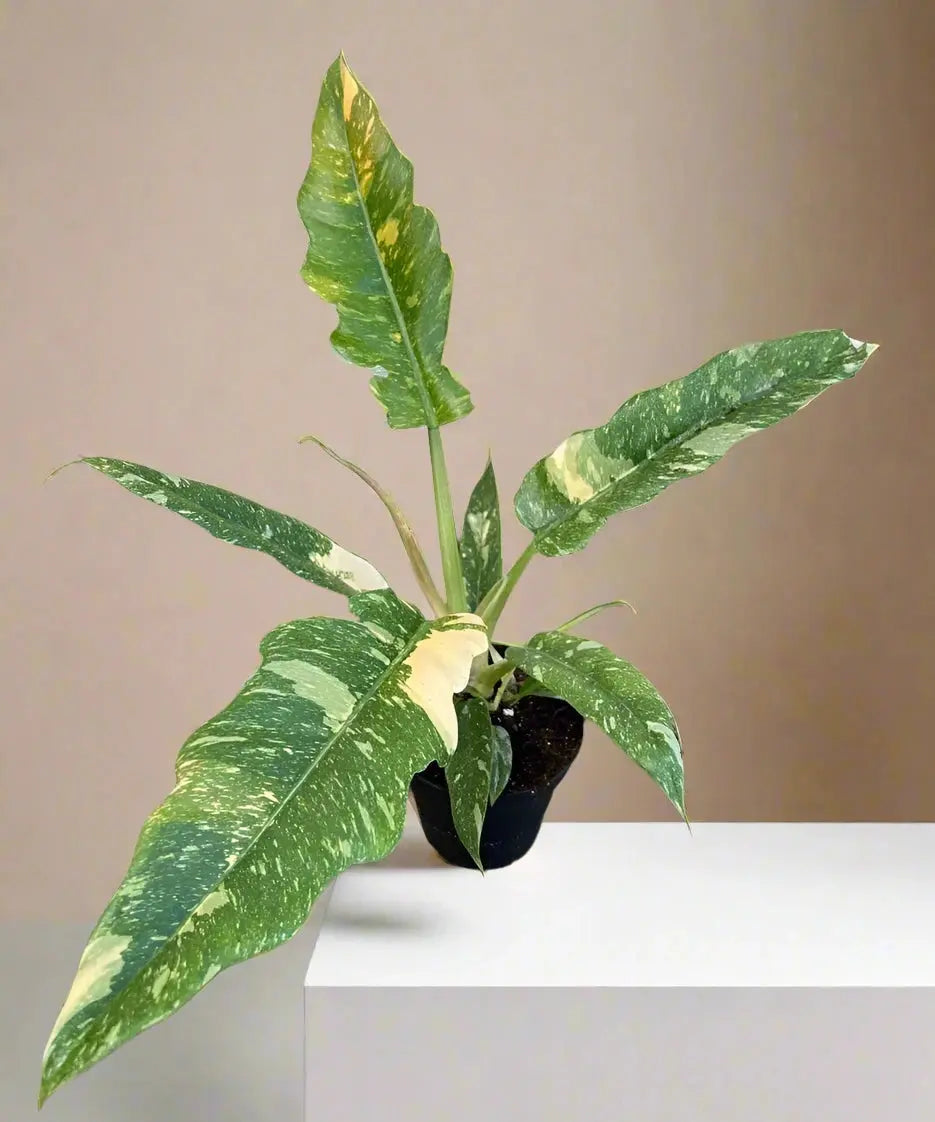 Philodendron 'Ring of Fire Variegated' House Plant Dropship Botani Haven