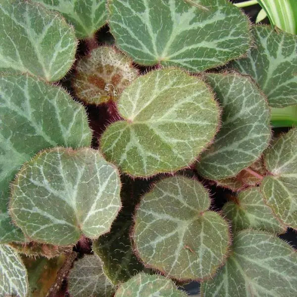 Saxifraga Stolonifera 'Strawberry Begonia' House Plant Dropship Botani Haven