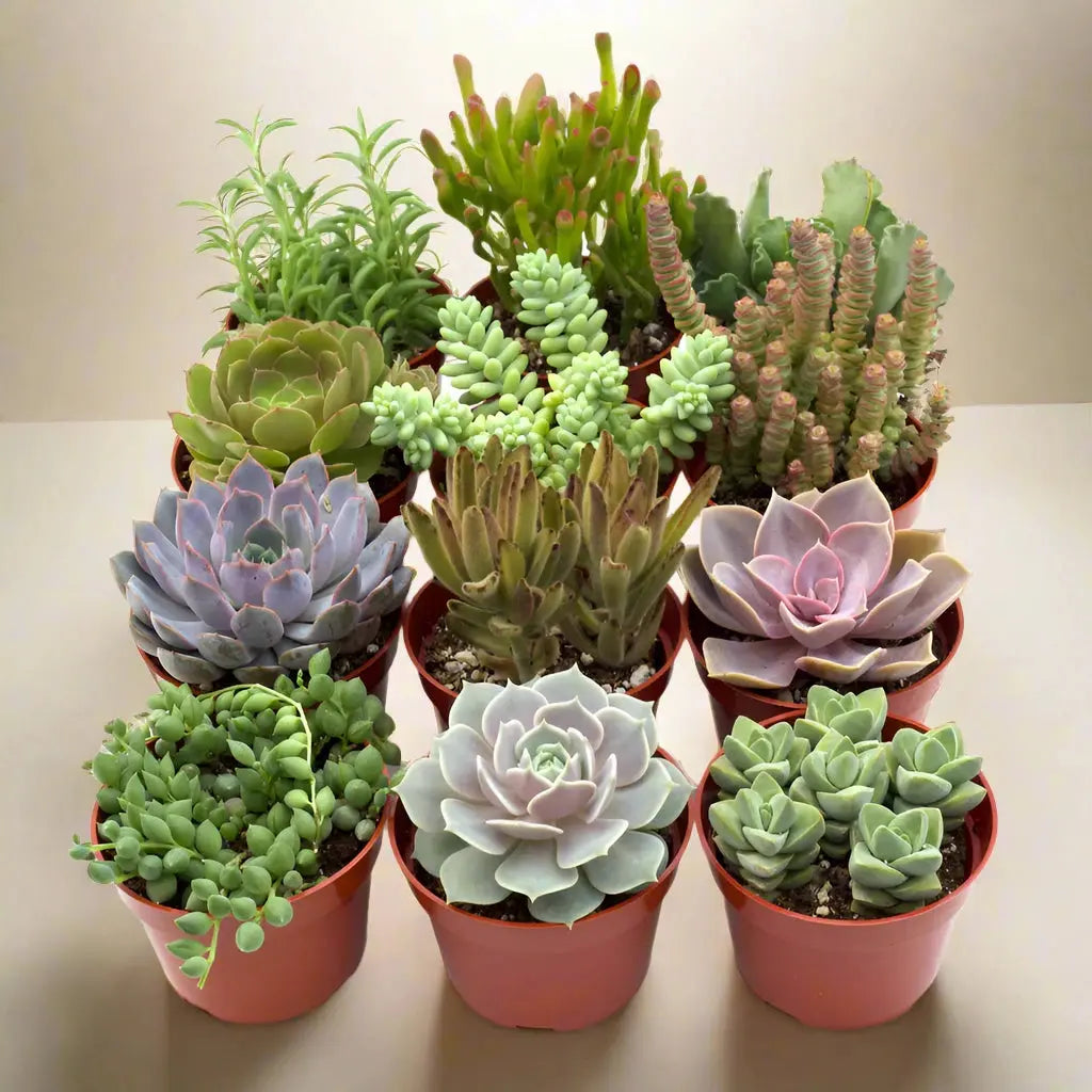 Succulent Assortment 4" Pots House Plant Dropship Botani Haven