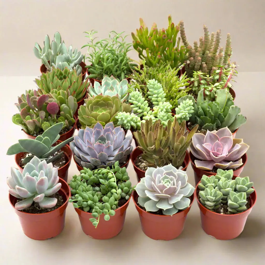 Succulent Assortment 4" Pots House Plant Dropship Botani Haven