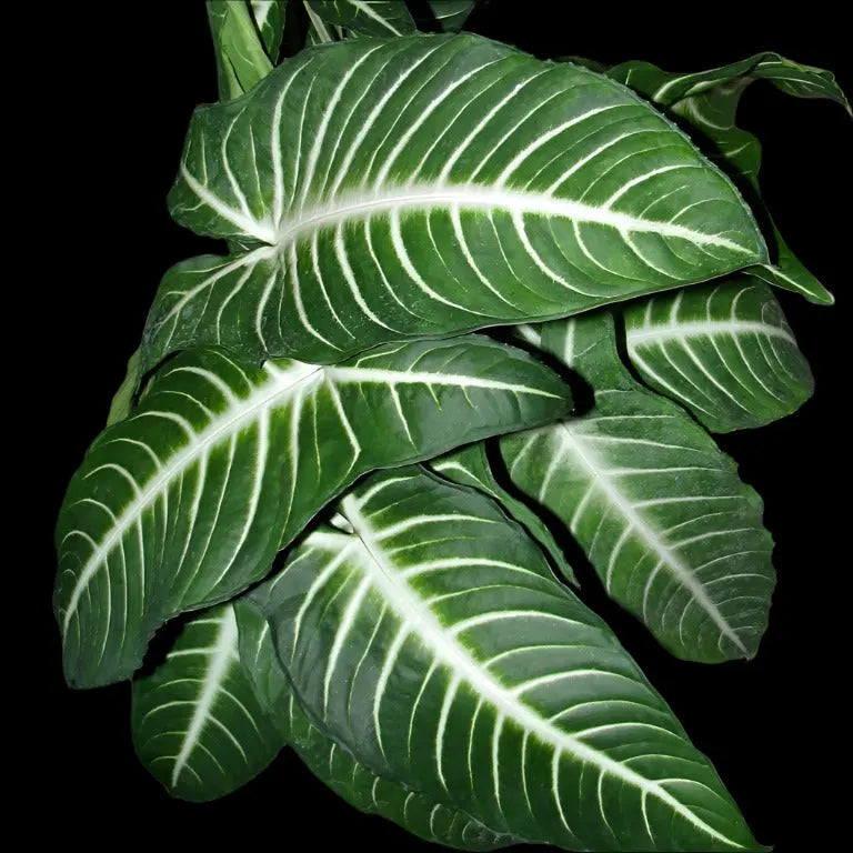 Xanthosoma 'Lendenii' House Plant Dropship Botani Haven