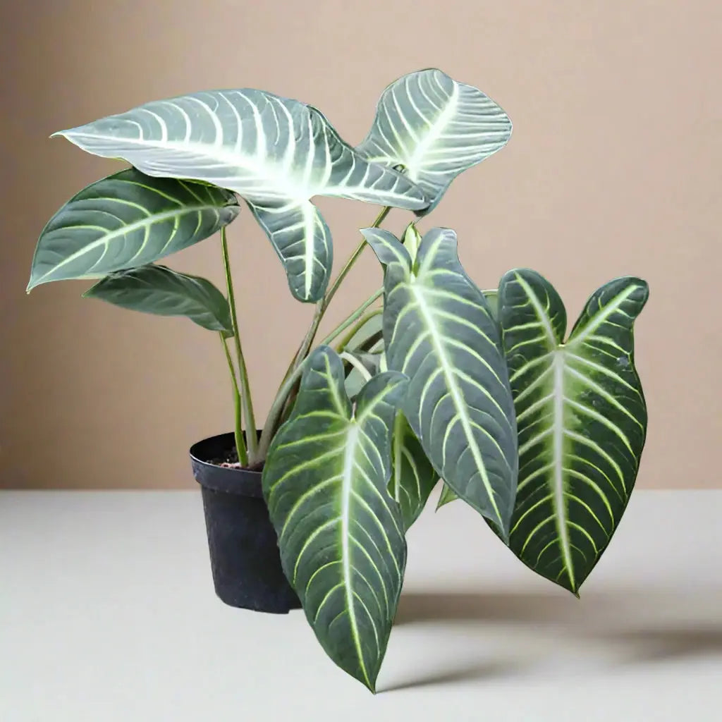 Xanthosoma 'Lendenii' House Plant Dropship Botani Haven