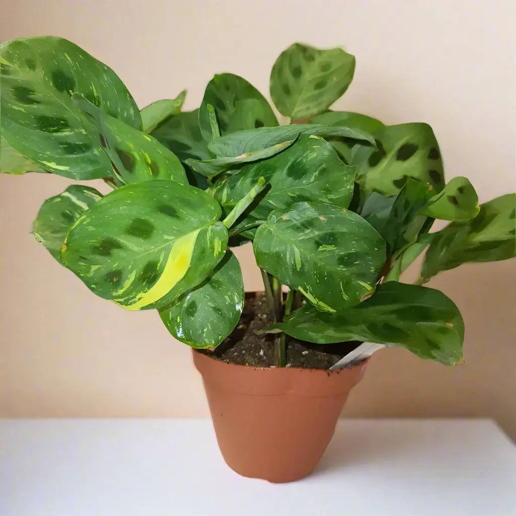 Maranta Variegated 'Beauty Kim' House Plant Dropship Botani Haven