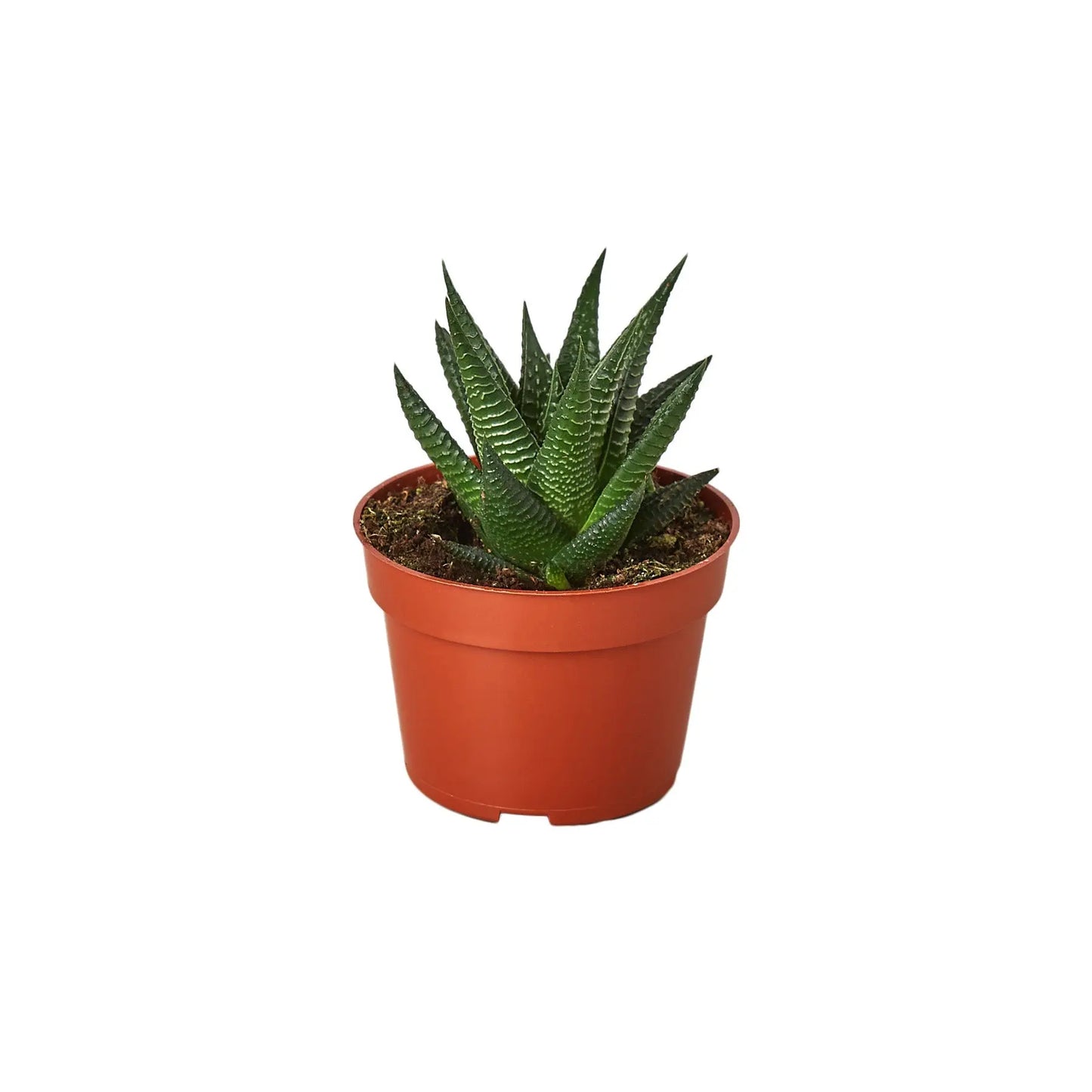 Haworthia 'Fairy Washboard' House Plant Dropship Botani Haven