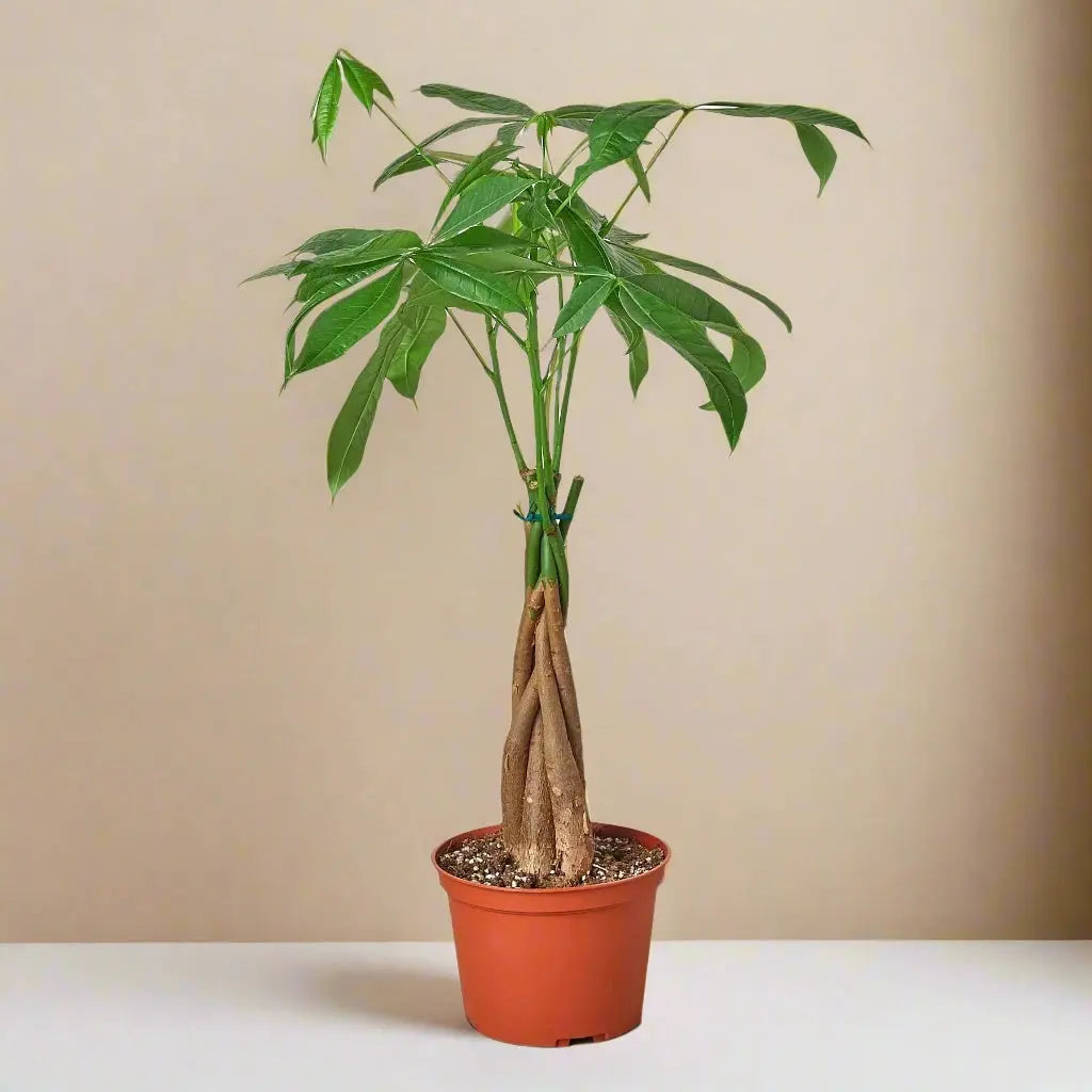 Money Tree 'Guiana Chestnut' Pachira Braid House Plant Dropship Botani Haven