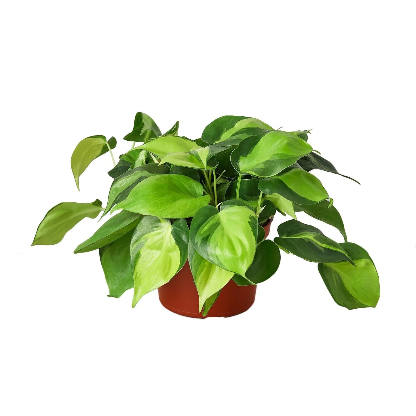 Philodendron 'Brasil' House Plant Dropship Botani Haven