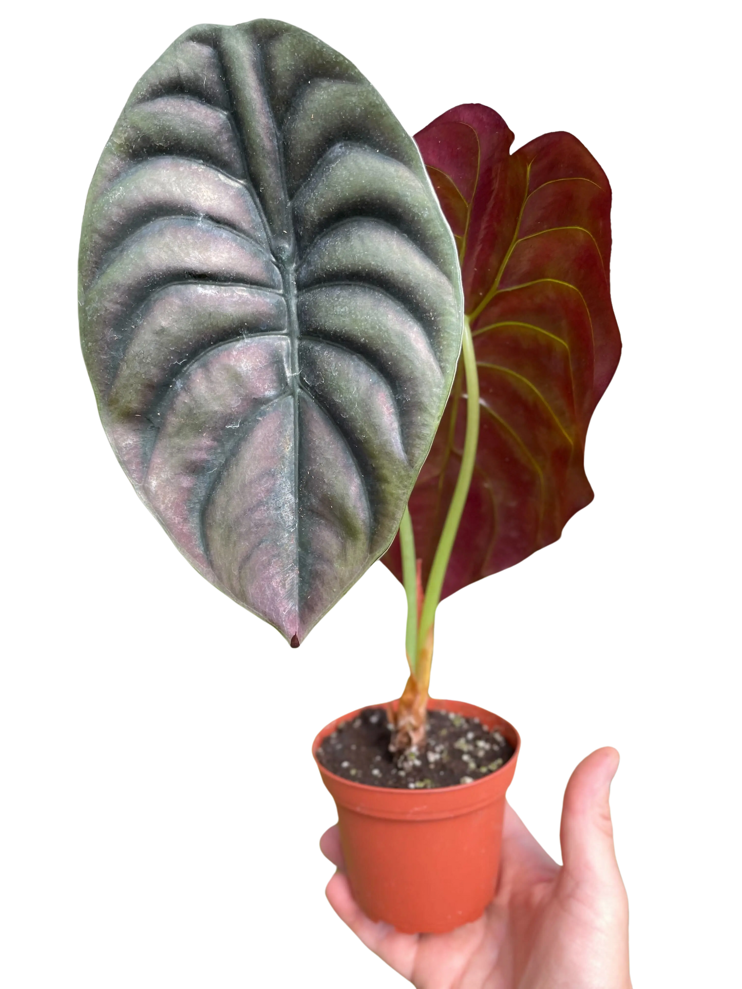Alocasia 'Red Secret' House Plant Dropship Botani Haven