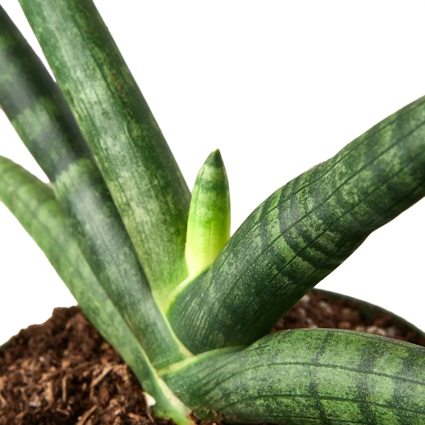 Snake Plant 'Starfish' House Plant Dropship Botani Haven