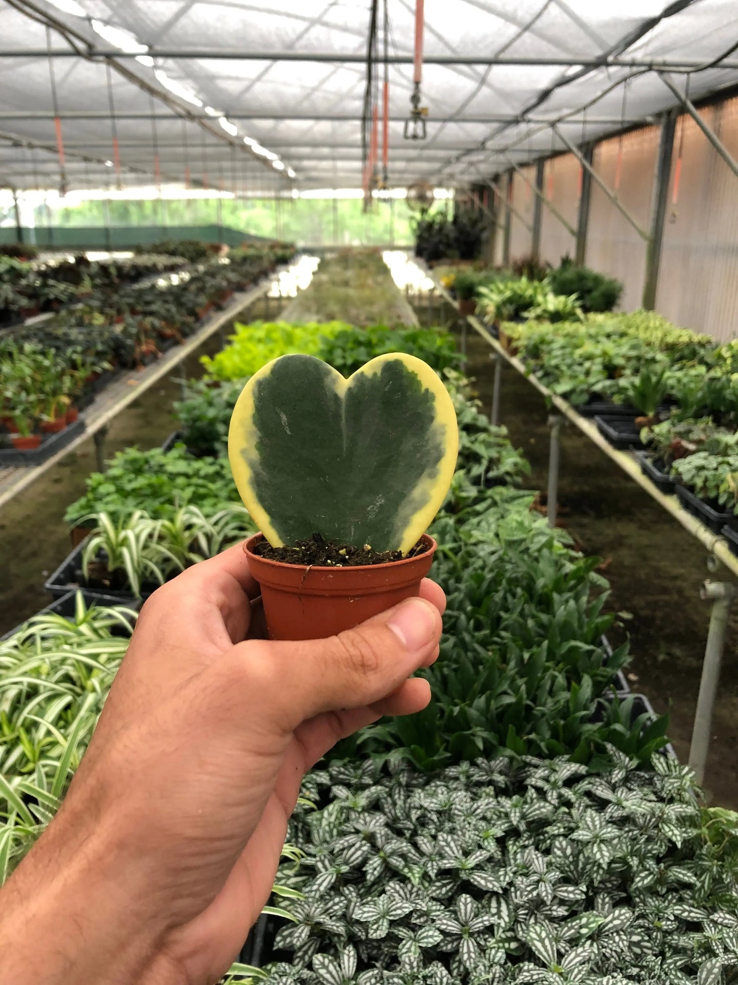Hoya 'Sweetheart Variegated' House Plant Dropship Botani Haven