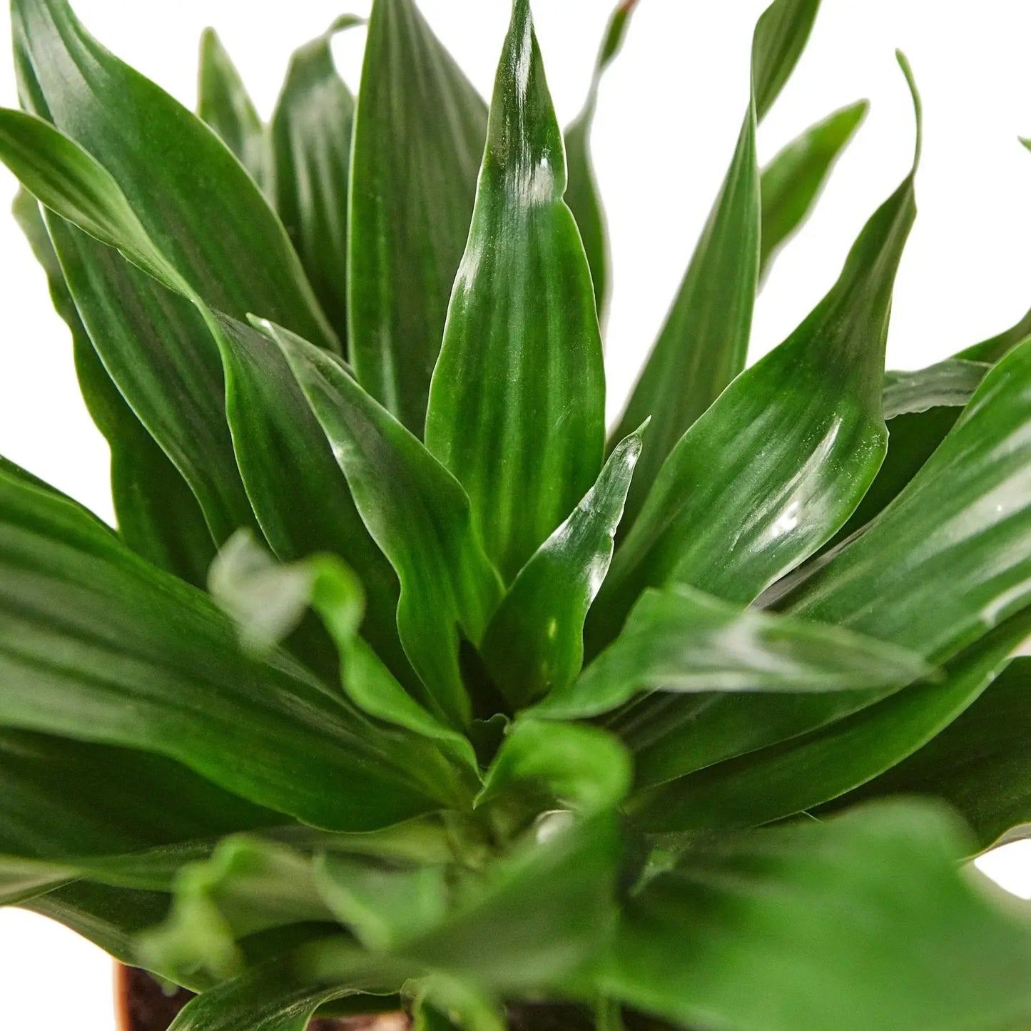 Dracaena 'Janet Craig' House Plant Dropship Botani Haven