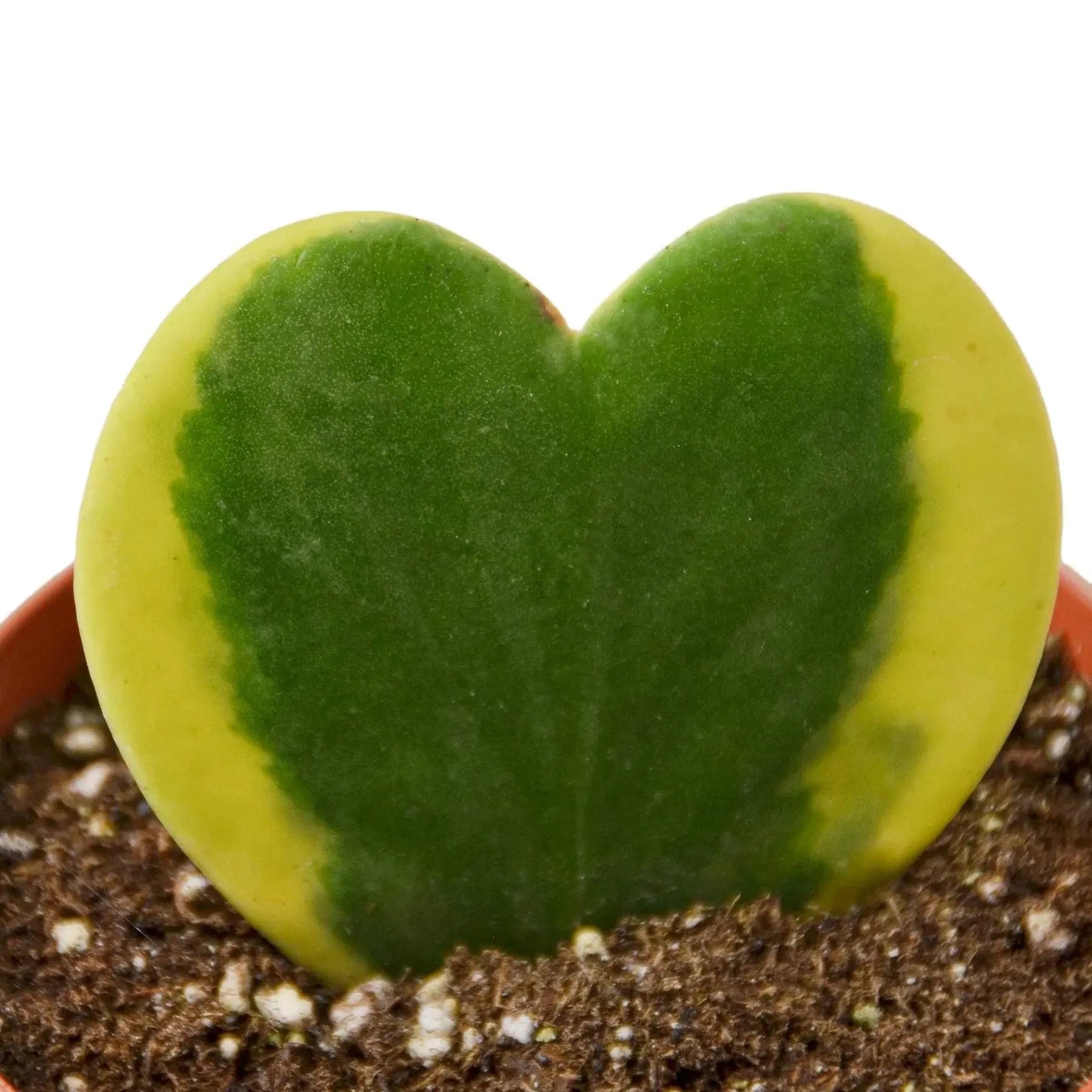 Hoya 'Sweetheart Variegated' House Plant Dropship Botani Haven