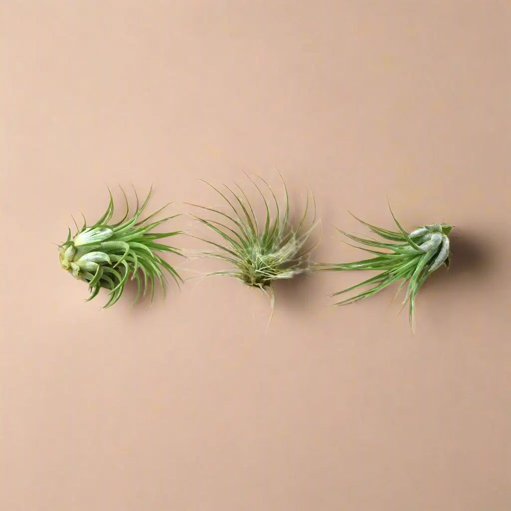 Air Plant 3 Pack - 3 Air Plant Varieties 2"-3" Large House Plant Dropship Botani Haven