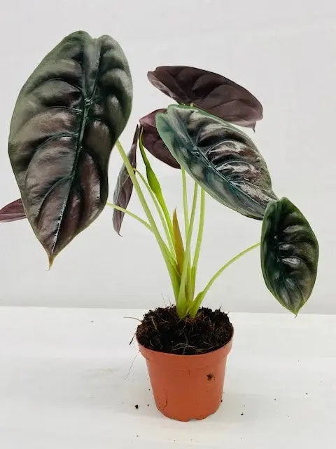 Alocasia 'Red Secret' House Plant Dropship Botani Haven
