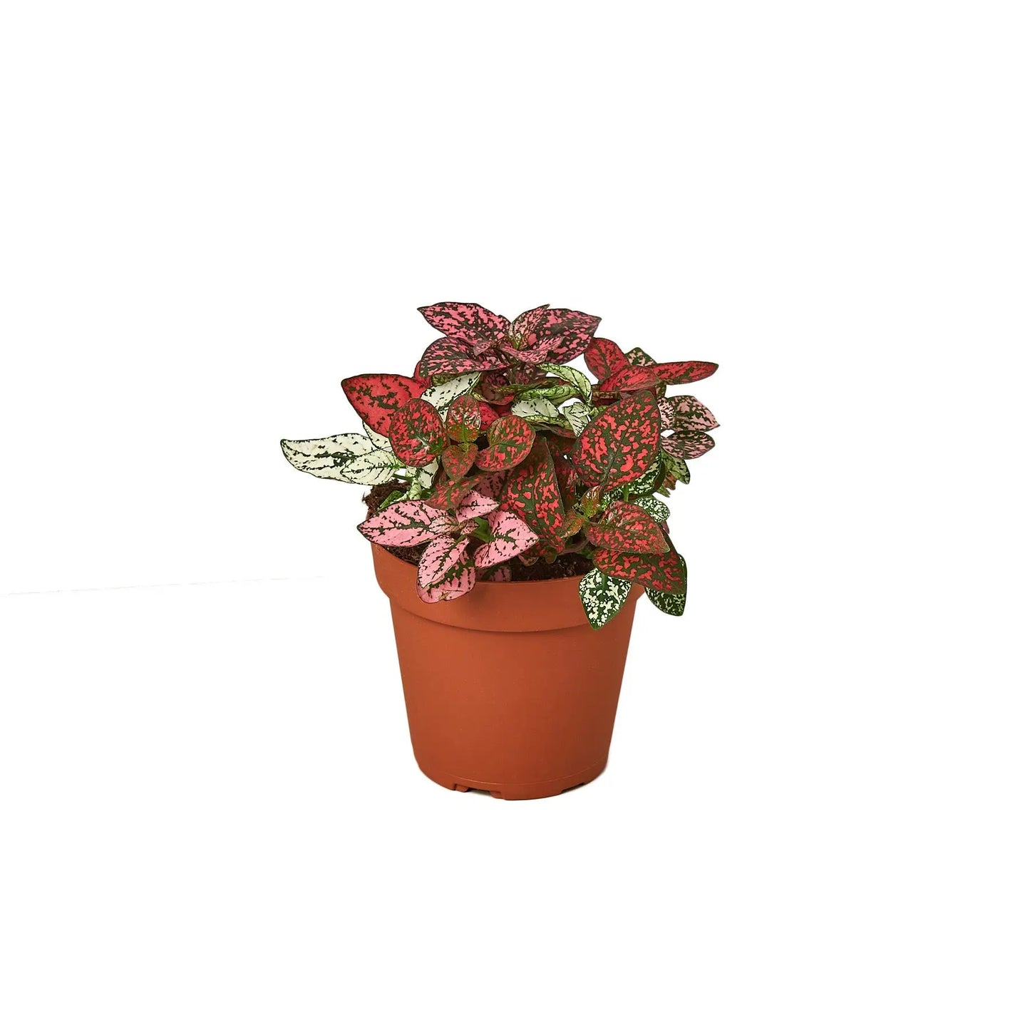 Hypoestes 'Polka Dot' House Plant Dropship Botani Haven