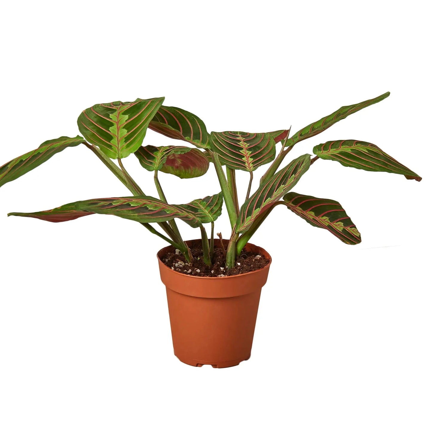 Maranta 'Red Prayer' House Plant Dropship Botani Haven