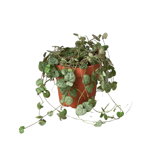 Succulent 'String of Hearts' House Plant Dropship Botani Haven