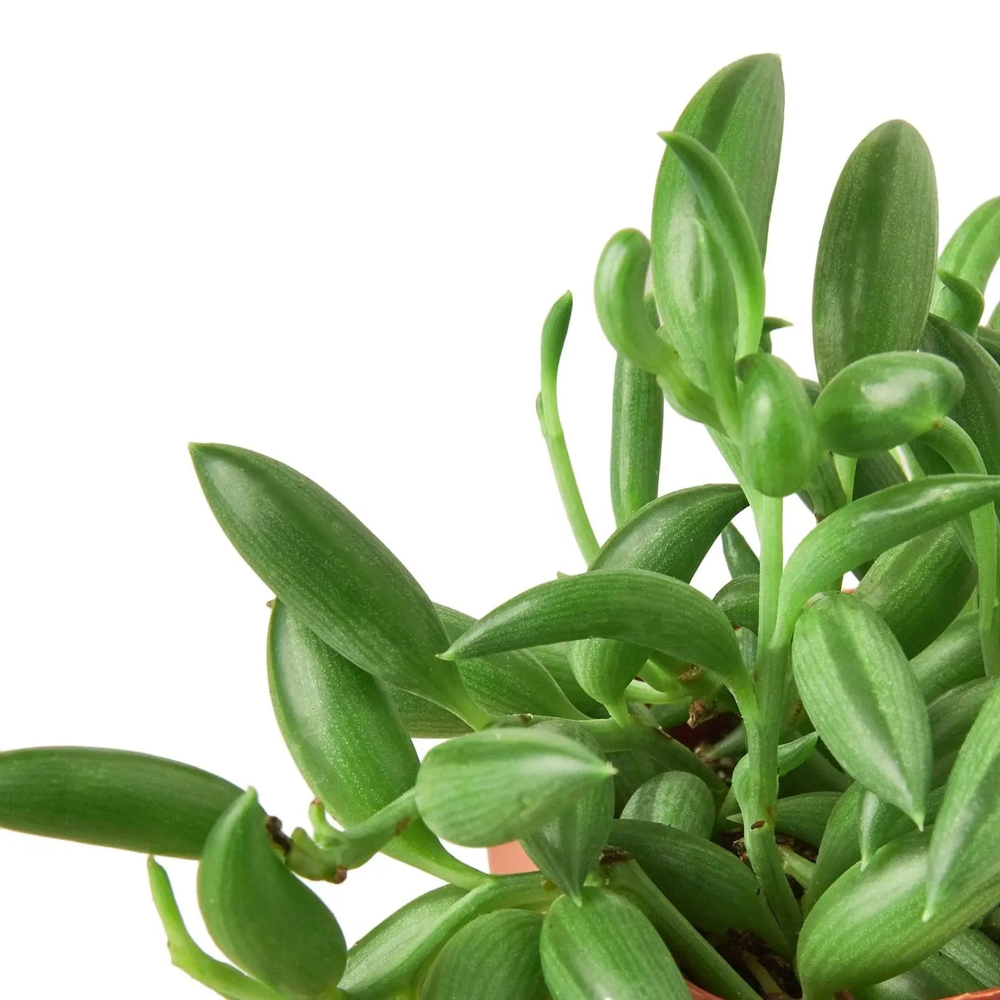 Succulent 'String of Bananas' House Plant Dropship Botani Haven