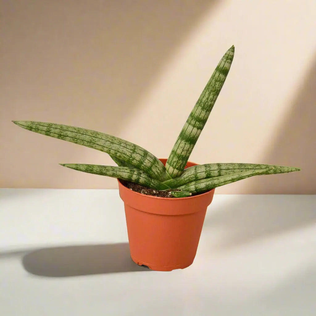 Snake Plant 'Starfish' House Plant Dropship Botani Haven