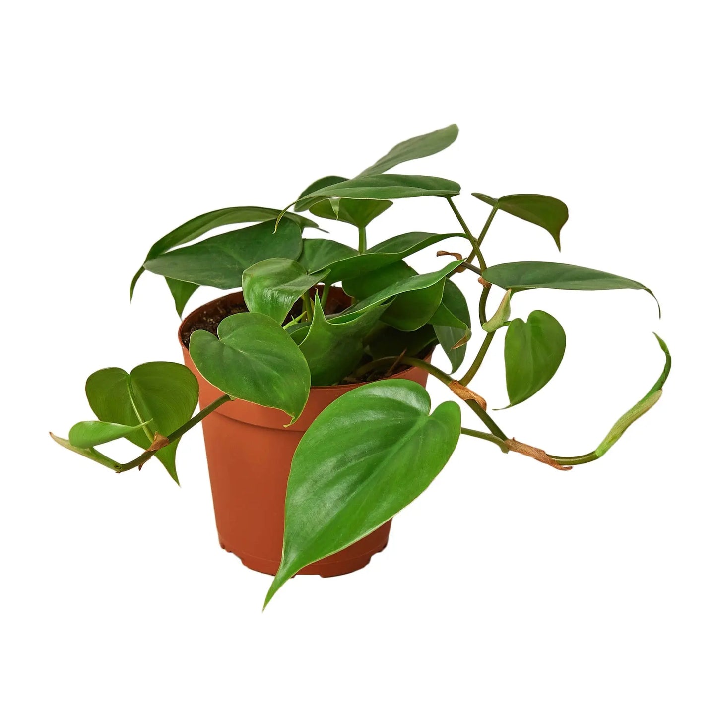 Philodendron 'Cordatum Heartleaf' House Plant Dropship Botani Haven