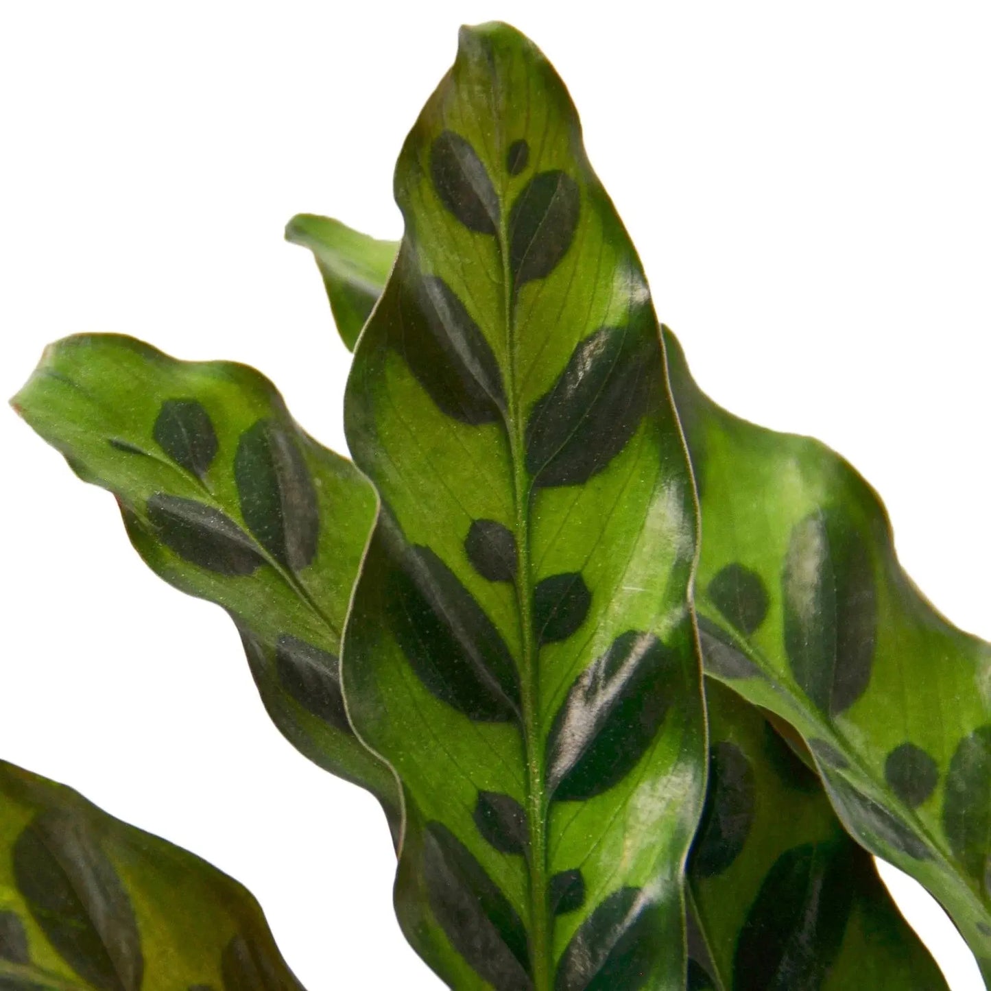 Calathea Lancifolia 'Rattlesnake' House Plant Dropship Botani Haven