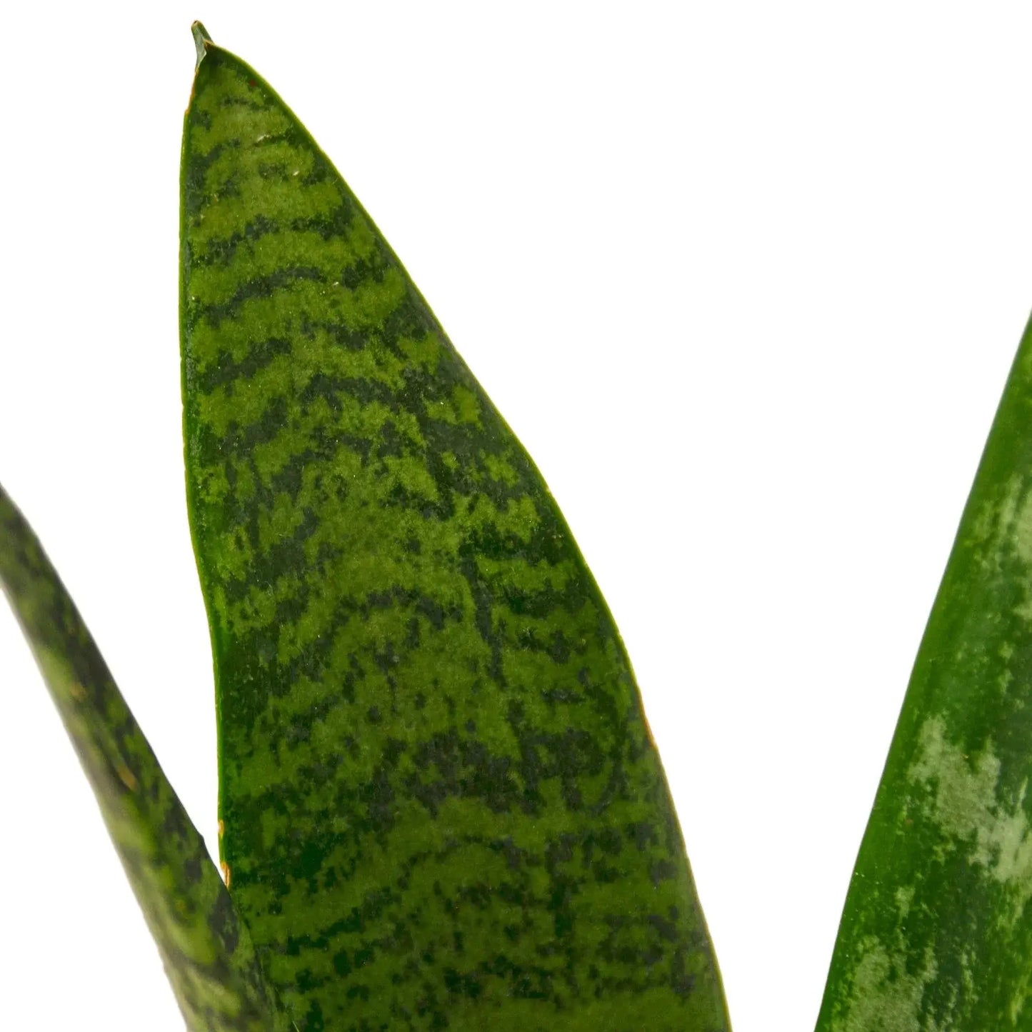 Snake Plant 'Zeylanica' House Plant Dropship Botani Haven