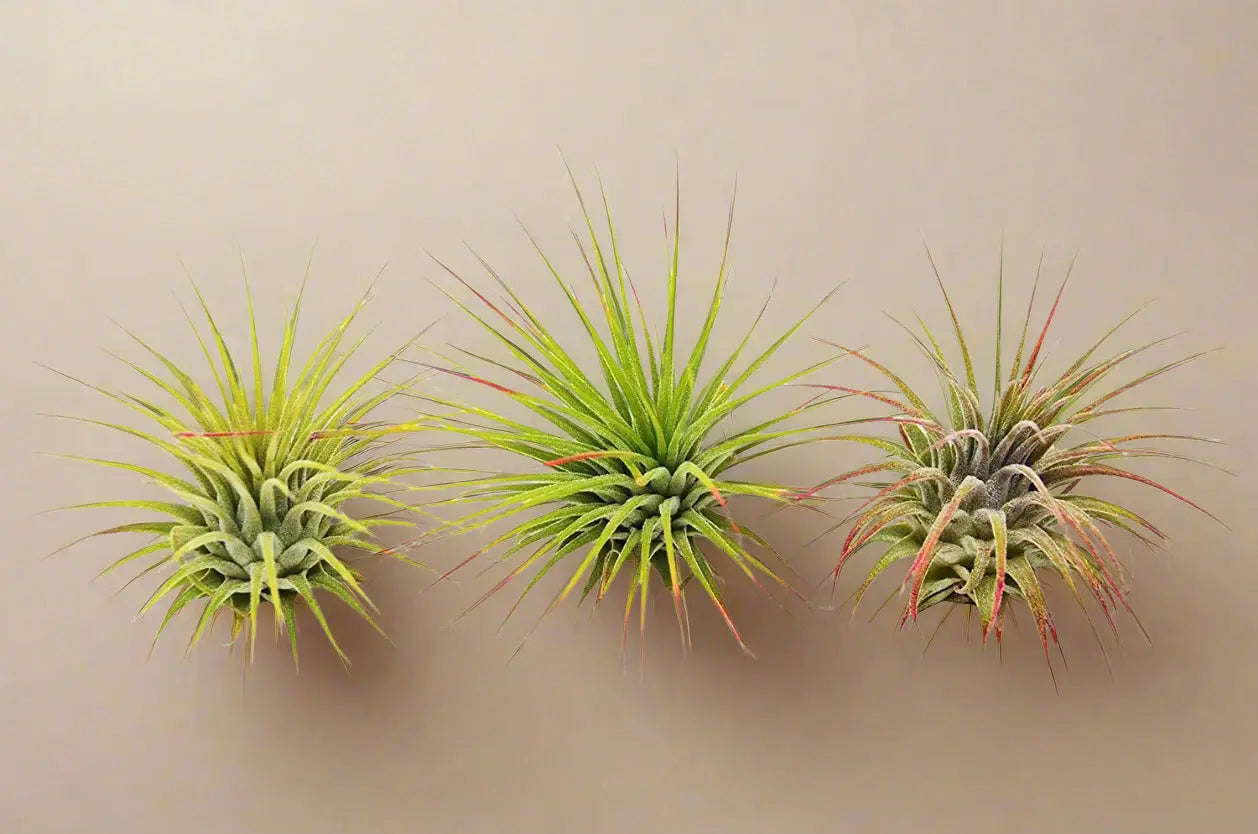 3 Ionantha Guatemala Air Plants / Blooms House Plant Dropship Botani Haven