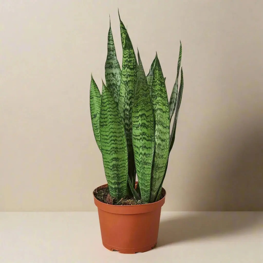 Snake Plant 'Zeylanica' House Plant Dropship Botani Haven