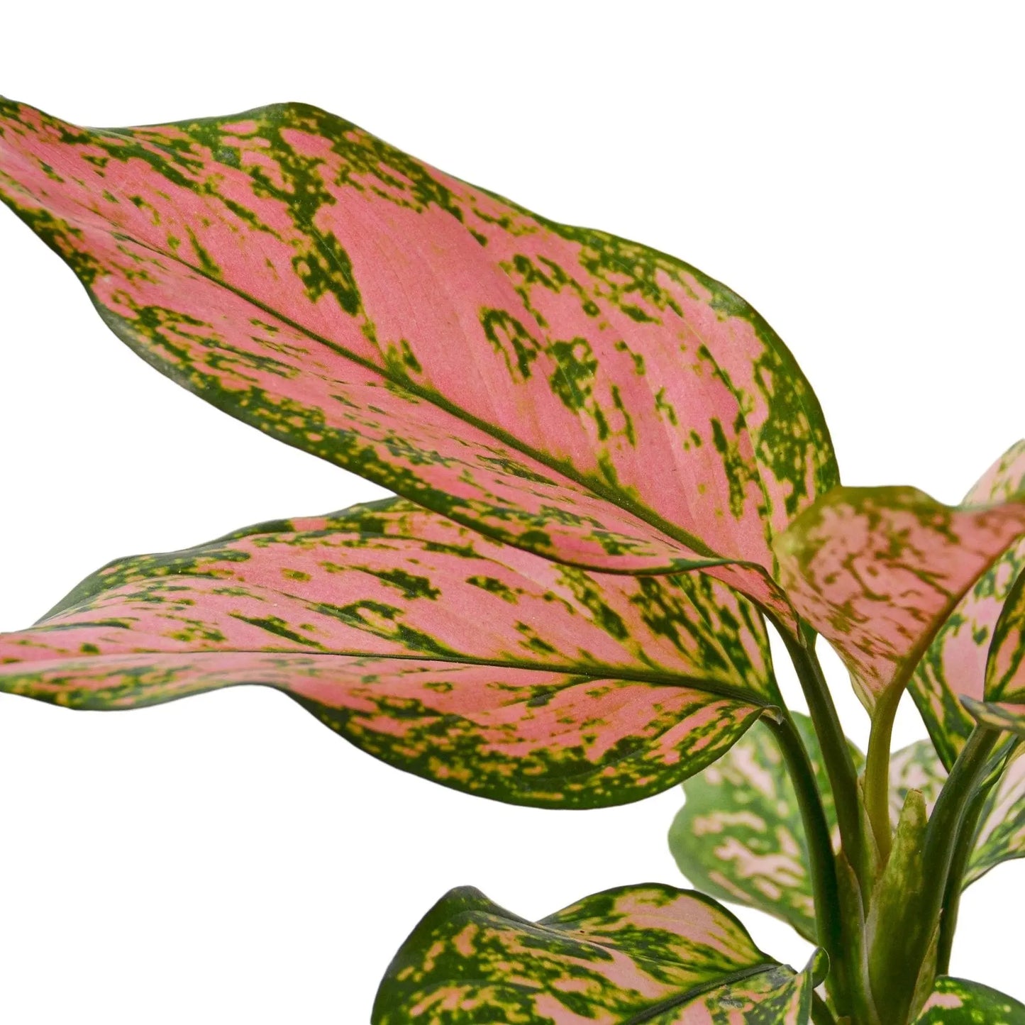 Chinese Evergreen 'Lady Valentine' House Plant Dropship Botani Haven