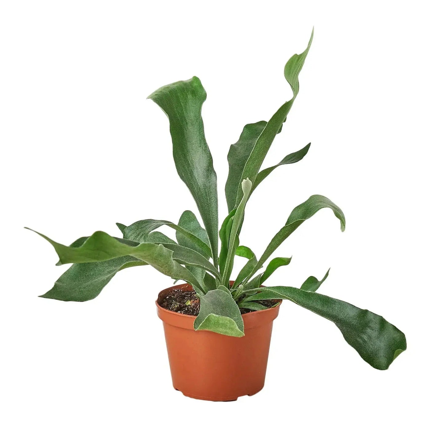 Fern 'Staghorn' House Plant Dropship Botani Haven