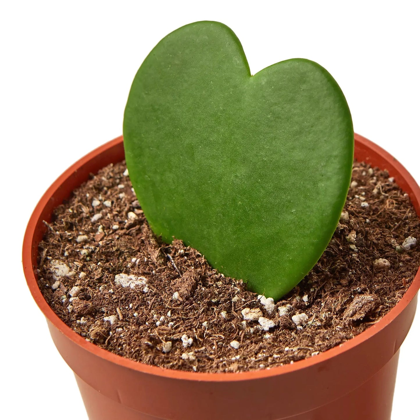 Hoya 'Sweetheart' House Plant Dropship Botani Haven