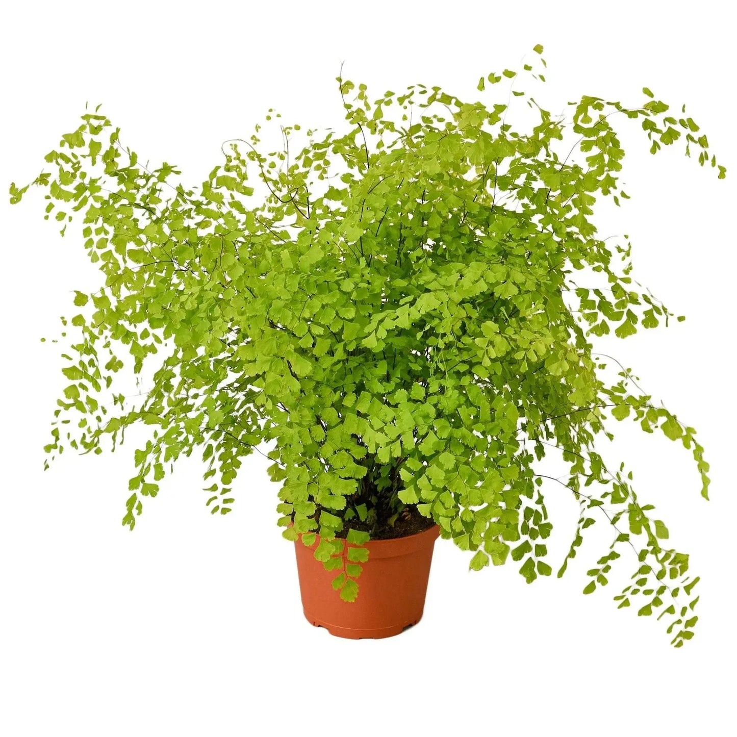 Fern 'Maidenhair' House Plant Dropship Botani Haven