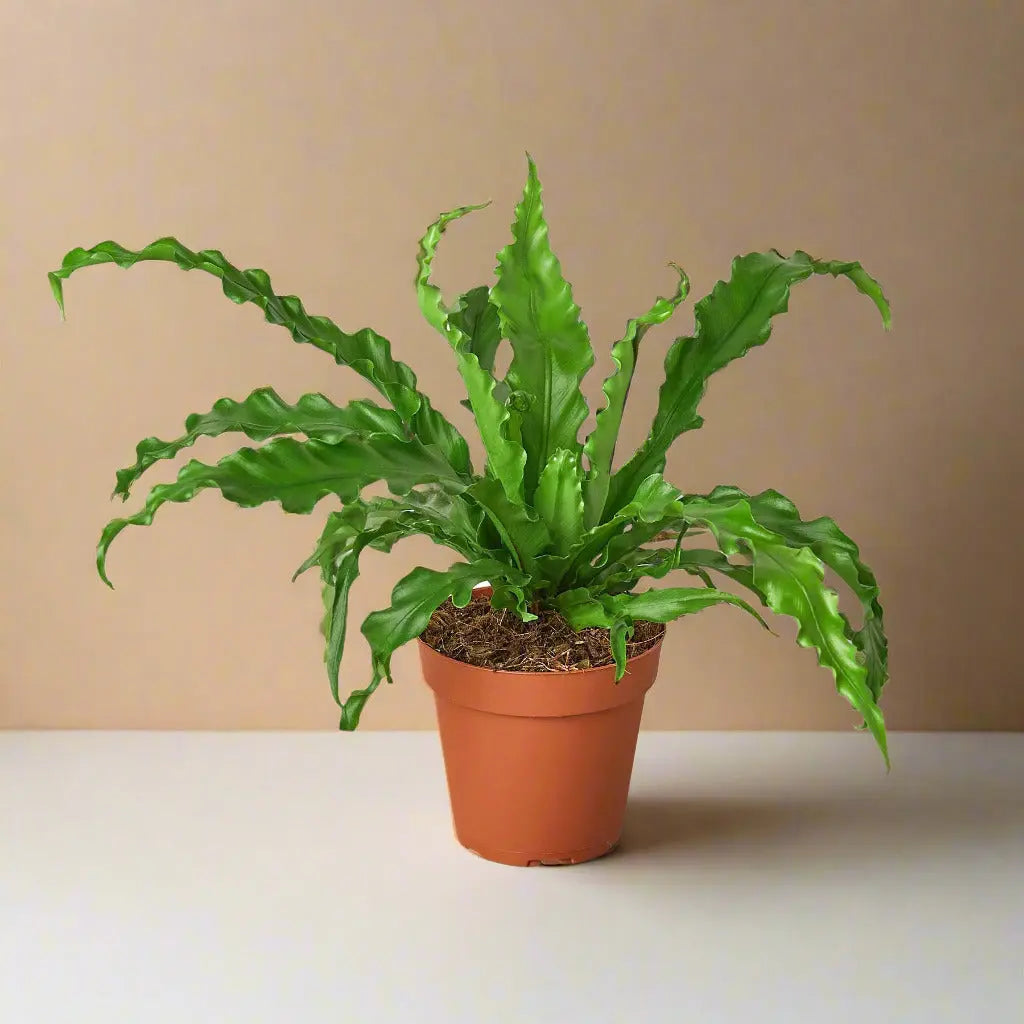 Fern Bird’s Nest 'Victoria' House Plant Dropship Botani Haven