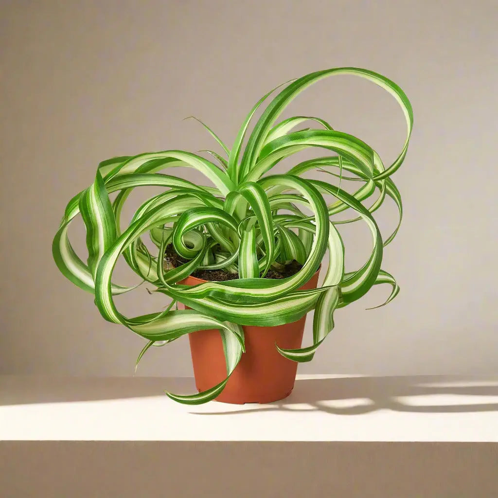 Spider Plant 'Bonnie' House Plant Dropship Botani Haven