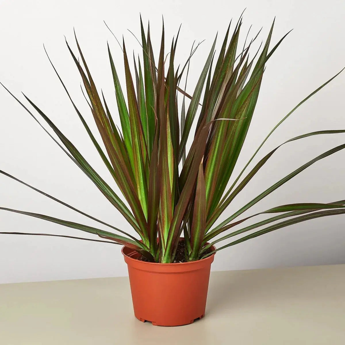 Dracaena 'Marginata Magenta' House Plant Dropship Botani Haven