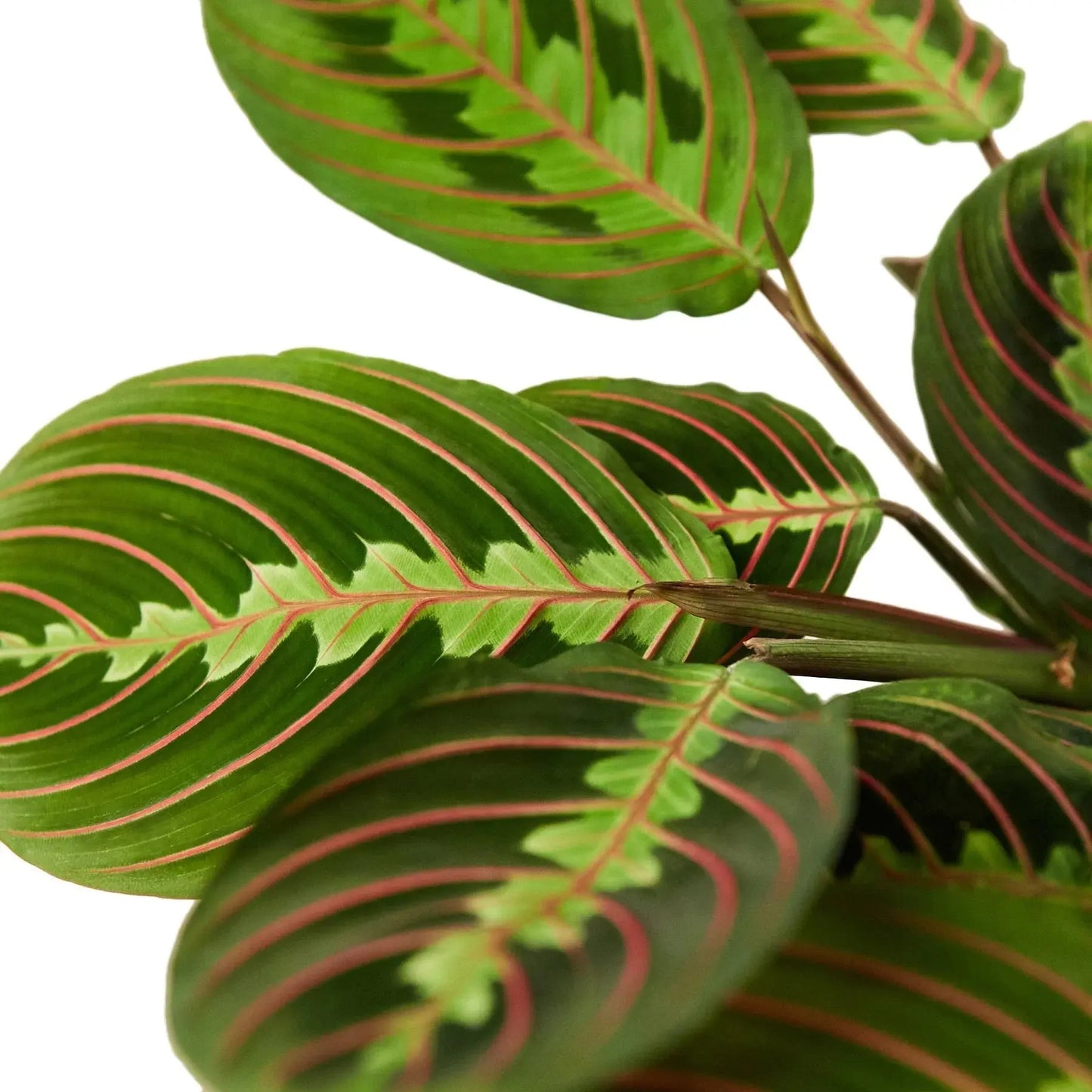 Maranta 'Red Prayer' House Plant Dropship Botani Haven