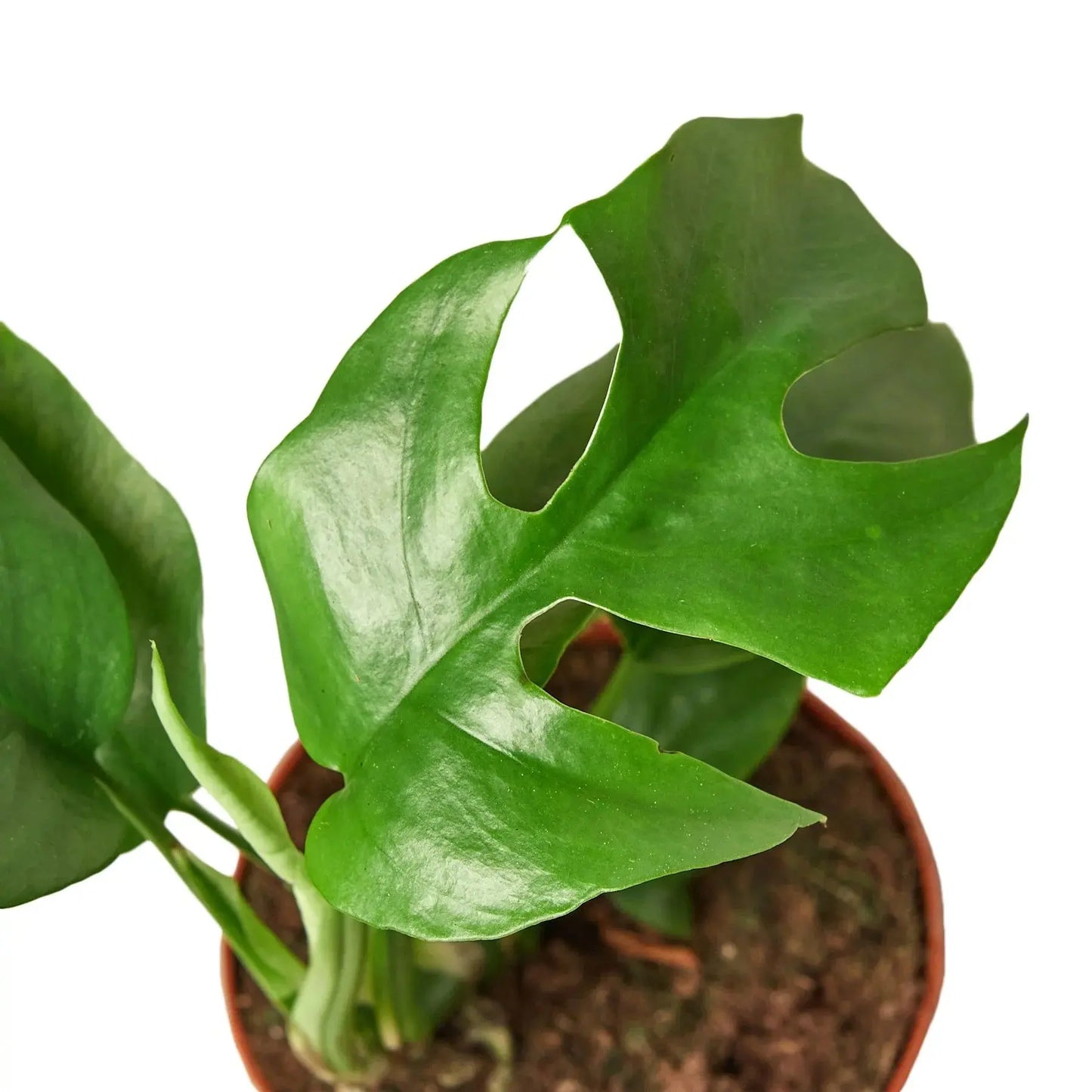 Philodendron 'Mini Monstera Minima' House Plant Dropship Botani Haven